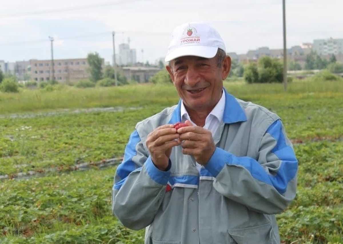 Этибар Салимов и его супруга Айпара начали заниматься выращиванием клубники в Новгородской области в 2024 году.