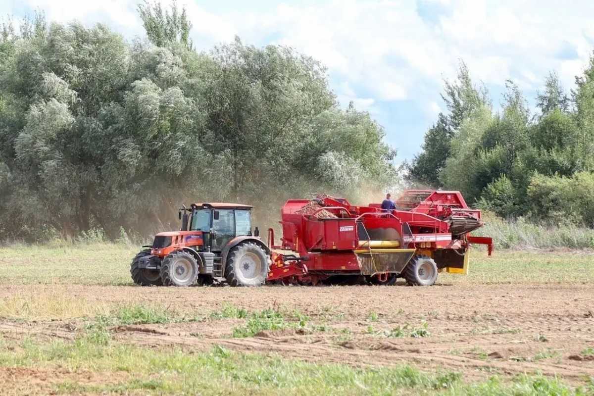 В регионе перевыполнили план по севу зерновых, картофеля и овощей.