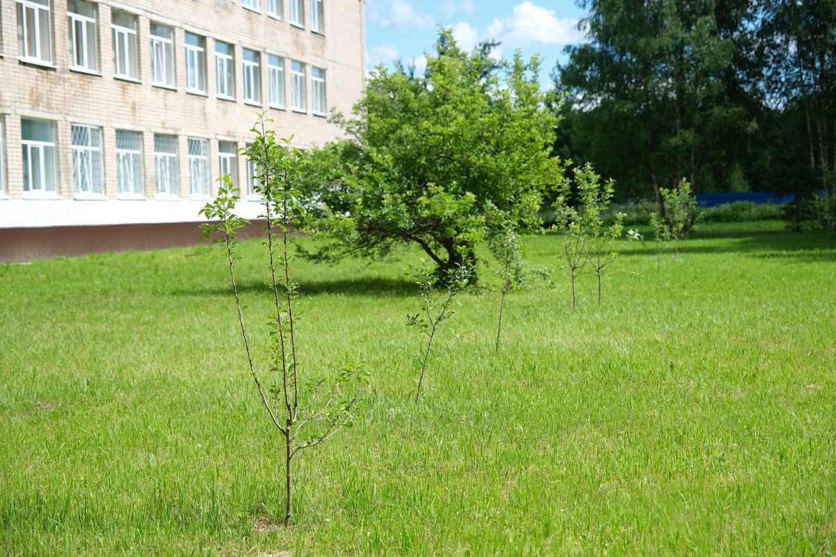 Деревья прижились, и в этом году уже можно ждать первый урожай. Деревья прижились, и в этом году уже можно ждать первый урожай.