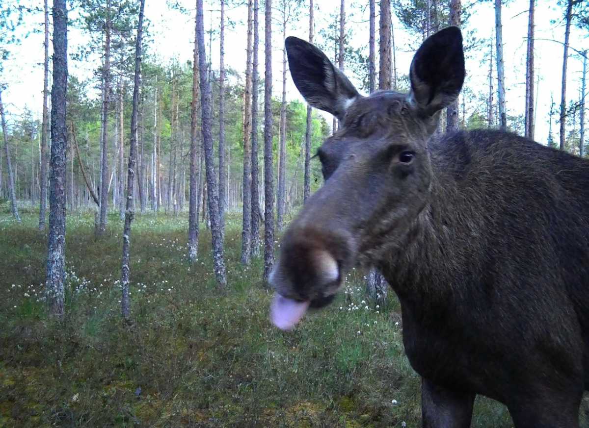 Лоси хоть и выглядят умилительно, но могут быть непредсказуемы. В дикой природе гостям нацпарка лучше держаться от них подальше.