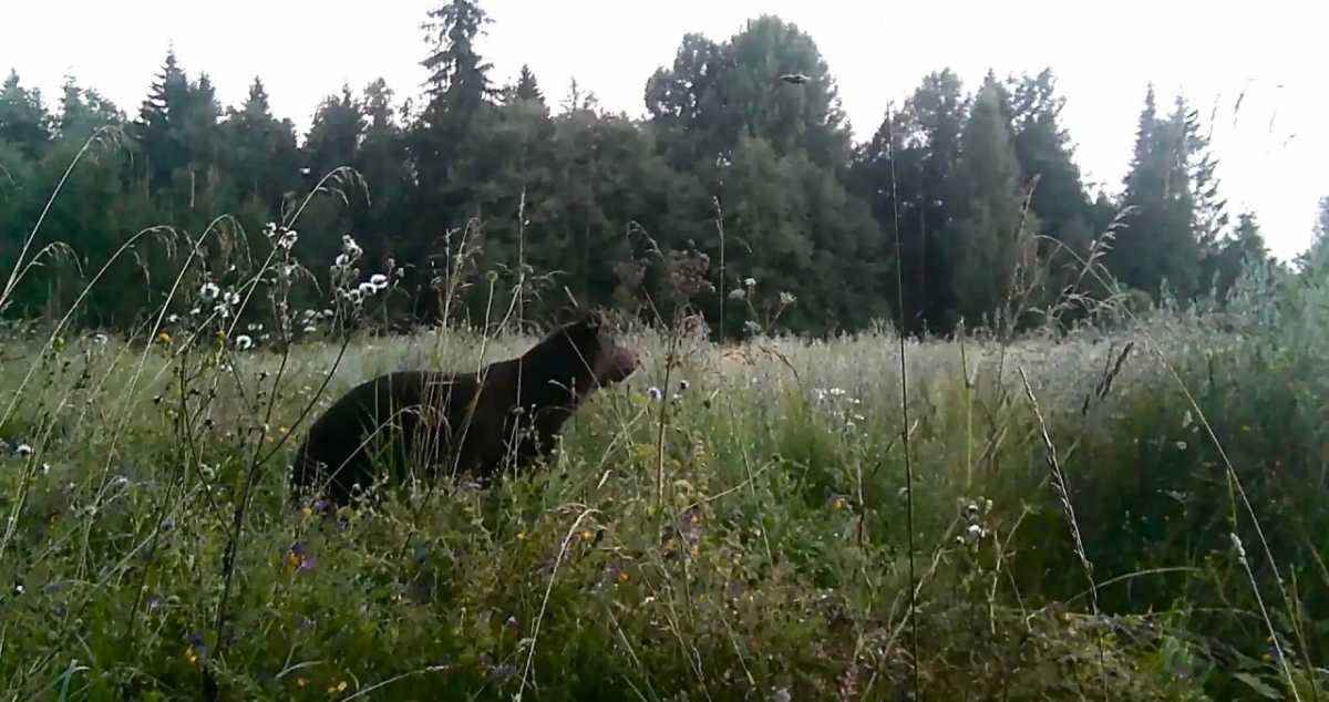 Фотоловушки снимают видео нон-стоп, содержимое карт памяти потом изучают сотрудники парка.