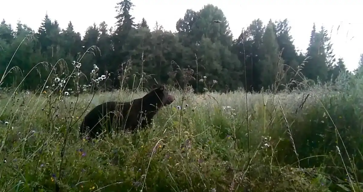 Фотоловушки снимают видео нон-стоп, содержимое карт памяти потом изучают сотрудники парка.