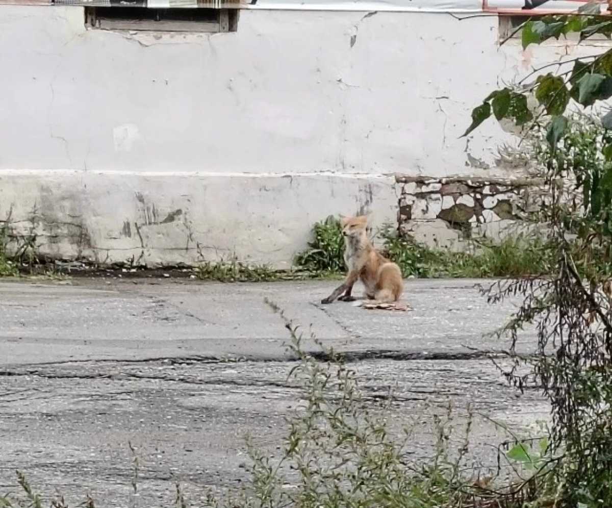 Встреча лисы в городе — ситуация не рядовая.