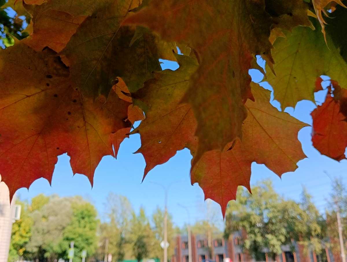 Холодный фронт принесёт новгородцам дожди и резкое похолодание.