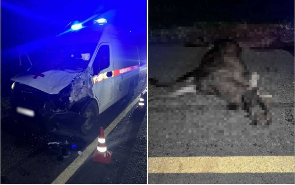 Автомобиль скорой помощи получил повреждения. Лось погиб.