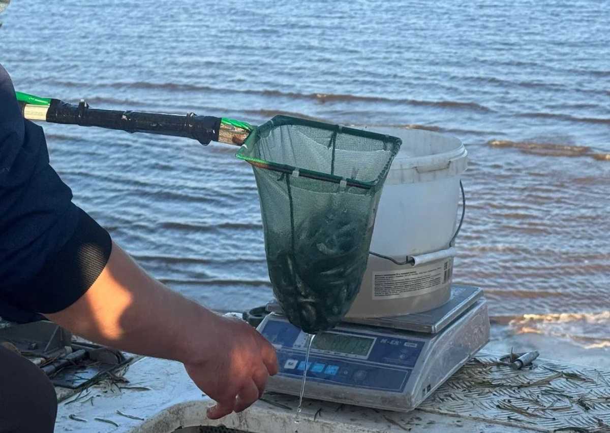 Зарыбление водоёмов региона «Новгородавтодор» проводит на регулярной основе. Зарыбление водоёмов региона «Новгородавтодор» проводит на регулярной основе.
