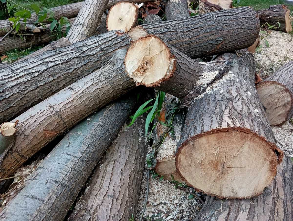 Окуловчанин нарубил более 300 кубометров деревьев в Крестецком лесничестве.