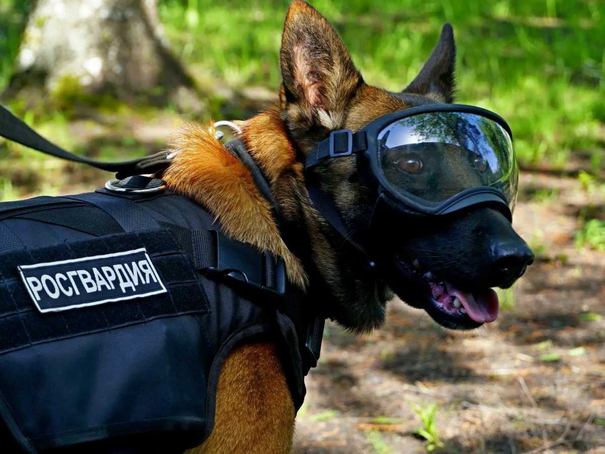 В основном кинологи выполняют задачи по охране общественного порядка в период проведения массовых, культурных или спортивных мероприятий