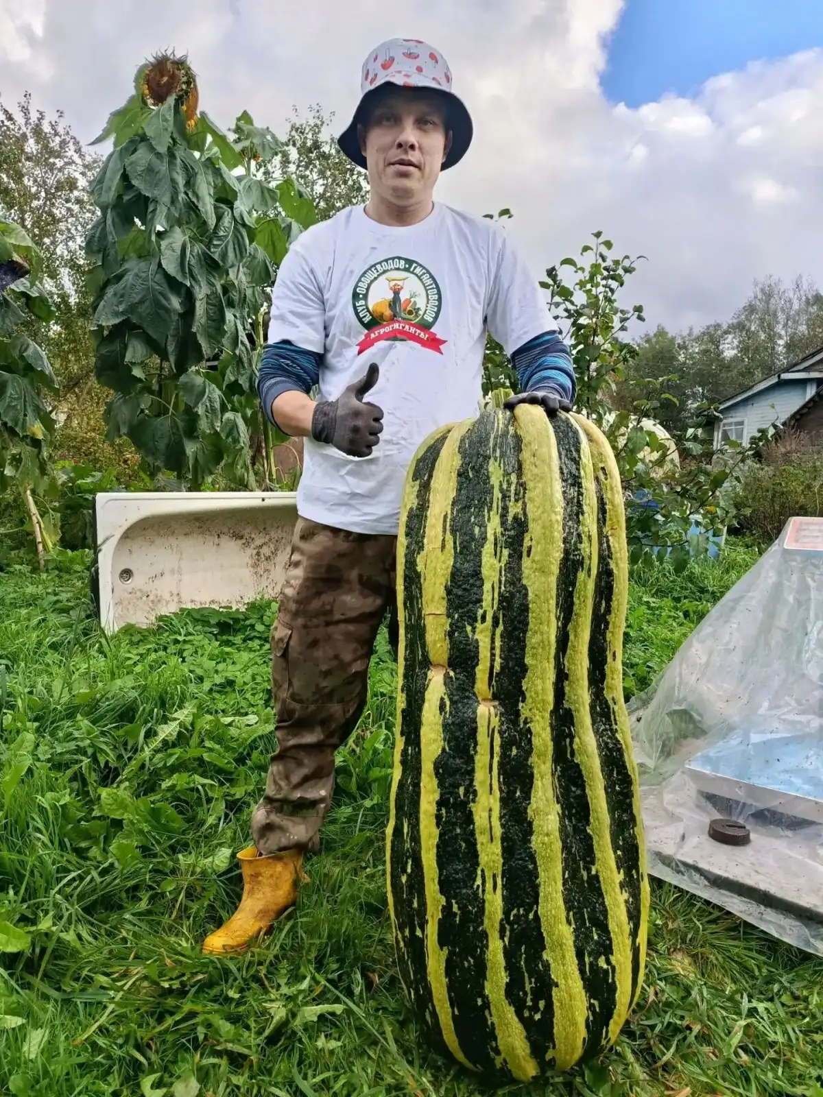 Кожура у этого впечатляющего кабачка тонкая и легко снимается.