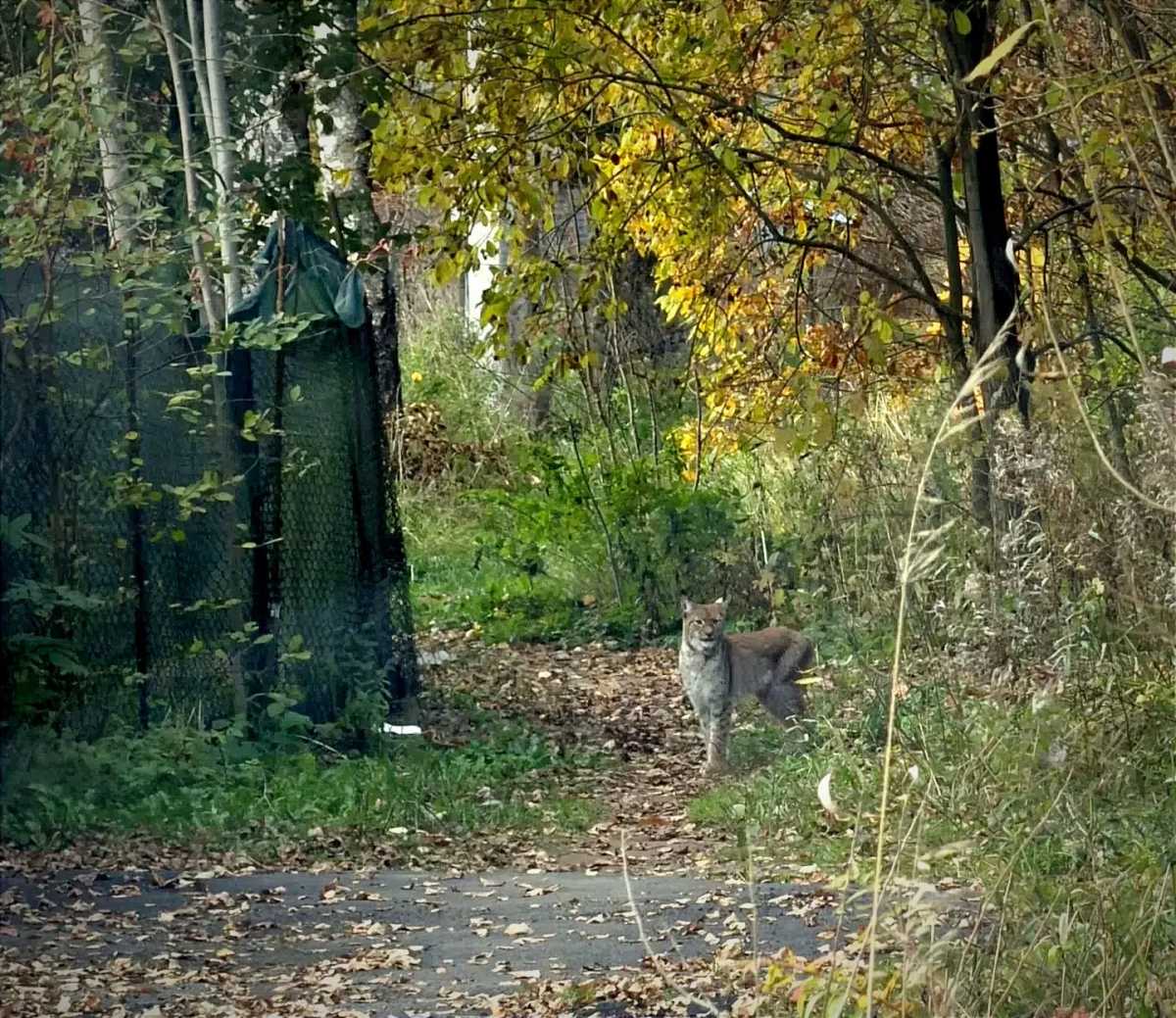 До этого новгородцы встречались в черте города с лисами, лосями и даже медвежатами.