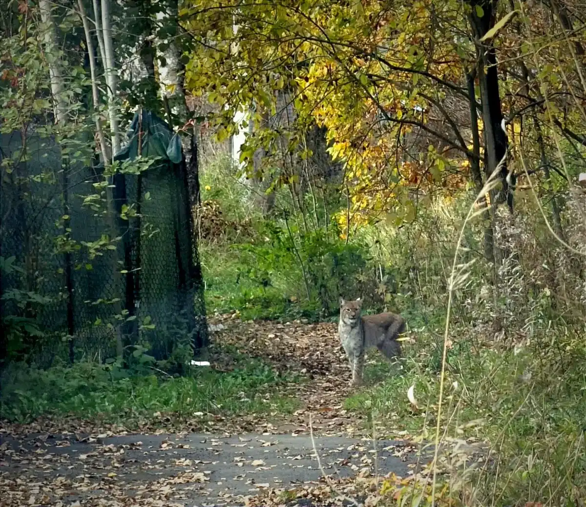До этого новгородцы встречались в черте города с лисами, лосями и даже медвежатами.