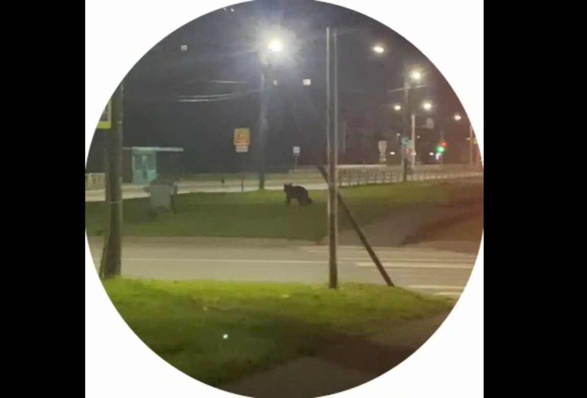 Ночью медведь бегал по улицам в Западном микрорайоне Великого Новгорода. Ночью медведь бегал по улицам в Западном микрорайоне Великого Новгорода.