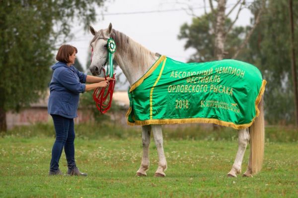 Звание абсолютного чемпиона Фестиваля получила кобыла Гофра, из хозяйства Наталии Ивановой в Шимске. Всего в хозяйстве Наталии 40 лошадей, 30 из них знаменитые орловцы.