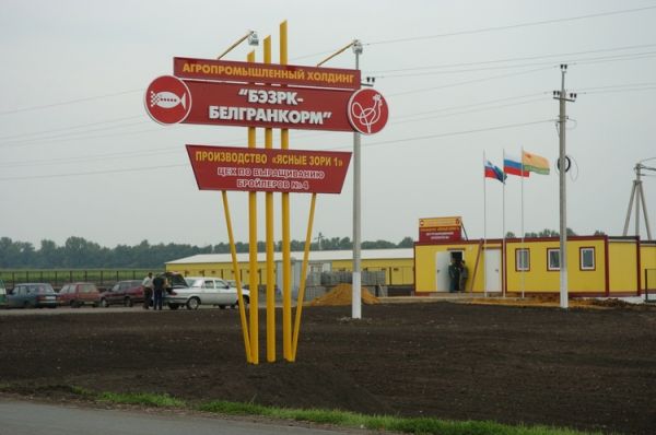 В декабре «Белгранкорм-Великий Новгород» должен выйти на производство не менее 500 тонн куриных полуфабрикатов для KFC