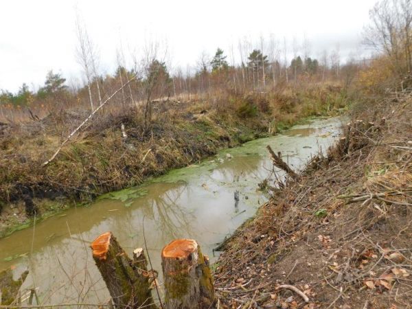 Центральную водоотводную канаву в Тёсове-Нетыльском прокопали в посёлке 74 года назад. В народе её называют «крестьянской».