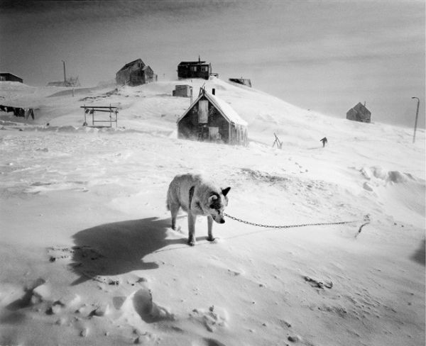 Работа Рагнара Аксельссона из цикла «Последние дни Арктики»