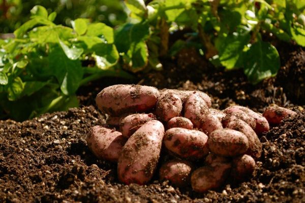 Этой осенью в Шимском районе собрали 18 700 тонн картофеля, на 30% больше, чем в прошлом году.