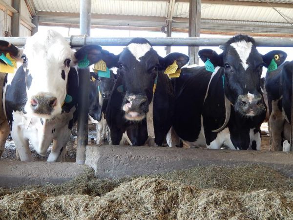 В Новгородской области средний надой молока на одну корову вырос на 1% и составил 3817 кг.