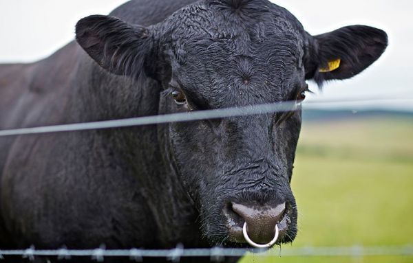 Два года назад «РДС-Агро» закупило 160 коров абердин-ангусской породы. Сегодня уже маточное стадо составляет почти 180 голов.