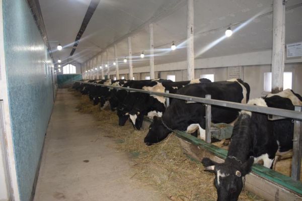 Весной 2019 года члены сельхозкооператива «Агрорусь» планируют начать выпуск молочных продуктов, в том числе творога и мягких сыров.