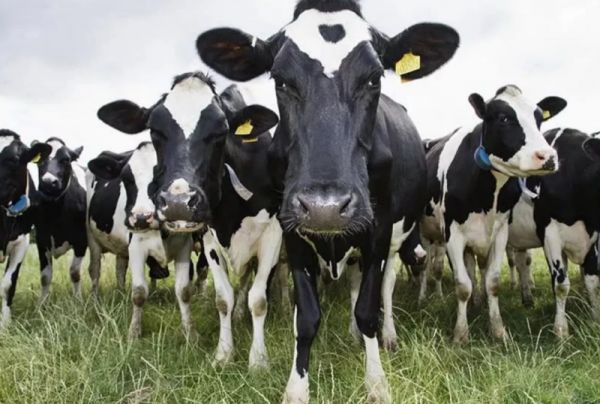 К ноябрю 2018 года поголовье коров в регионе составило 16,2 тыс. и по сравнению с данными на ноябрь 2017 года сократилось на 6,1%.