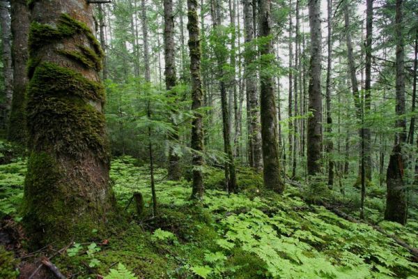 К 2024 году в регионе планируется восстанавливать 100 процентов вырубленных и погибших лесов