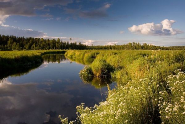Заповедным территориям Новгородской области исполняется сто лет