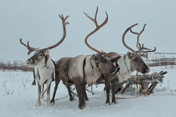 Дыхание Арктики горожане почувствуют в центре Великого Новгорода