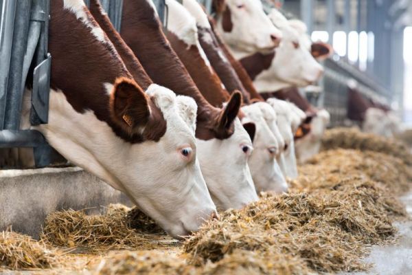 Чудовские чиновники проверят сообщения о том, что на ферме в Успенском умирают животные