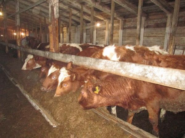 Чиновники проверили условия содержания животных на ферме в Чудовском районе