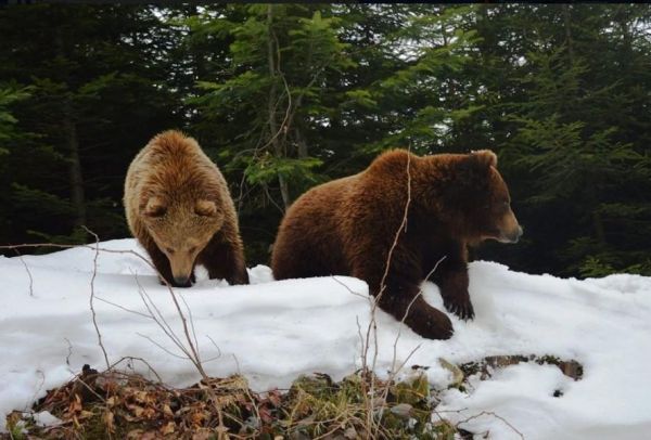 В Шимском районе в прошлом году для безопасности жителей муниципалитета охотники застрелили двух медведей.