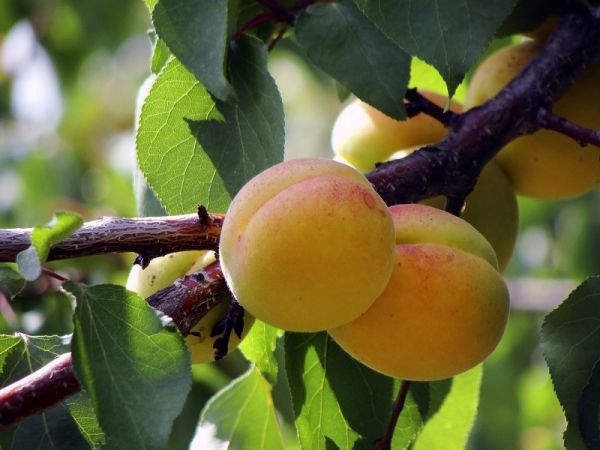 Медвецкий начал с выращивания саженцев самых популярных сортов яблонь Антоновка обыкновенная и Осеннее полосатое, а сейчас занимается и саженцами абрикосов.