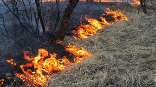 Самые большие пожары были зафиксированы в Шимском, Новгородском и Боровичском районах.