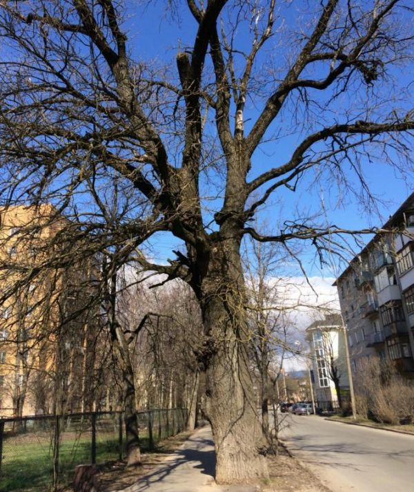 В общей сложности в Великом Новгороде было выявлено около 400 деревьев старше ста лет.