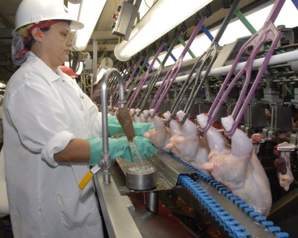 По данным Росптицесоюза, «БЭЗРК-Белгранкорм» является пятым производителем мяса бройлера в России.