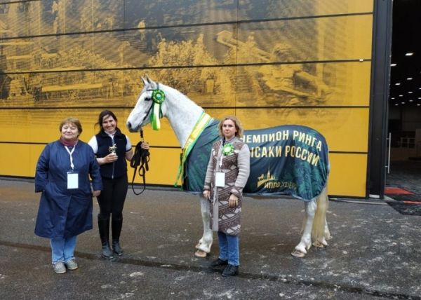 Лошадь шимского фермера стала абсолютным чемпионом среди рысаков на международной выставке «Иппосфера-2019»