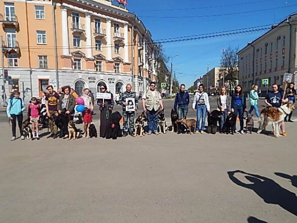 Участие собак в шествии «Бессмертного полка» стало распространённой чертой акции в различных городах России.