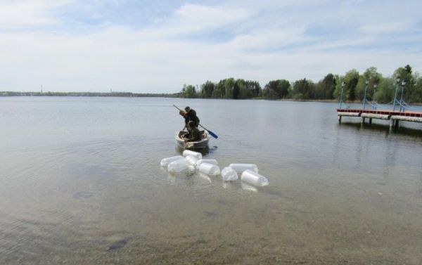 В Валдайское озеро выпустили более 1,7 млн личинок щуки от Новгородавтодора и ООО «Феникс»