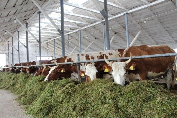 На молочно-товарной ферме планируется создание не менее 39 новых рабочих мест.