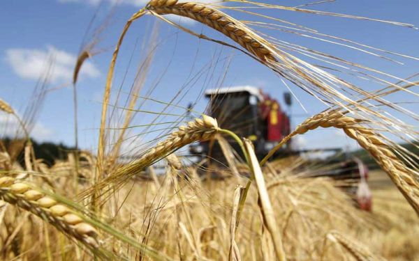 Губернатор Андрей Никитин назвал развитие сельскохозяйственного экспорта одним из вызовов для российского бизнеса.