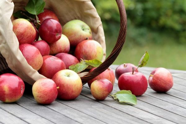 Праздник «Яблочный спас» пройдет в музее 18 августа.