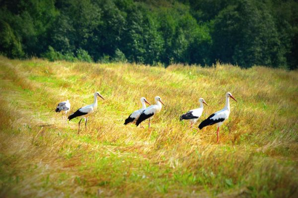 Десятки птиц на летнее время обосновались в Батецком районе