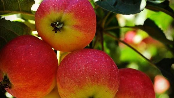 В этот день в России было принято освящать в храмах яблоки.