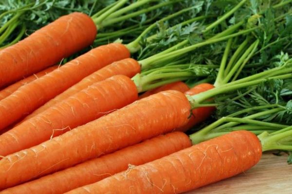 Уборку на опытных участках фермер планирует провести в конце сентября, когда морковь достигнет своей зрелости.​
