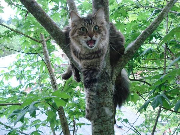 Кот ретировался на дерево, испугавшись стаи собак.