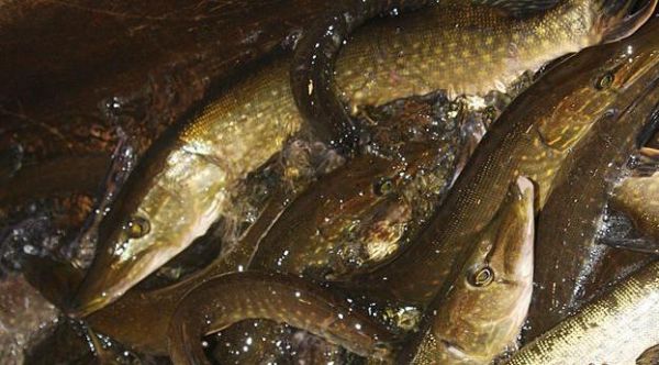 За последние четыре года выпустили в реки области 5,5 млн штук ценных видов рыб: щука, сиг, ряпушка, пелядь, судак.