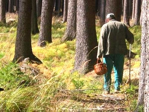 В лесу потерялись 64-летний мужчина, которого пока не удалось найти, и женщина. Её сотрудники МЧС вывели из леса.
