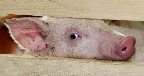 Вирус АЧС не опасен для человека, но наносит огромный экономический урон. В 2018 году вирус выявили на ООО «Новгородский бекон» в Волотовском районе, пришлось уничтожить 37 тыс. свиней, убыток составил 1 млрд рублей.
