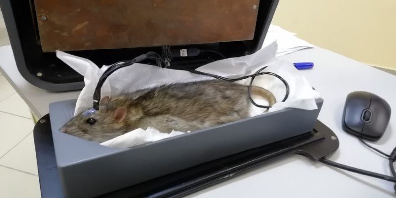 Специально для исследования крыса введена в наркоз.