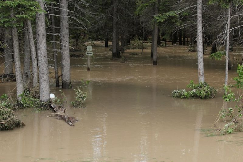 Прогноз специалистов: осенний паводок не пройдёт бесследно для леса